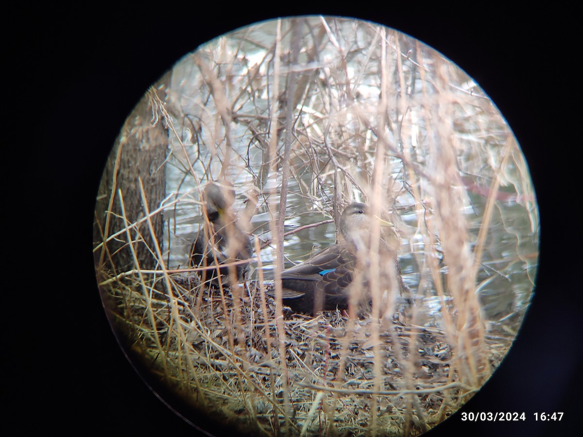 American Black Duck - Santhosh D T