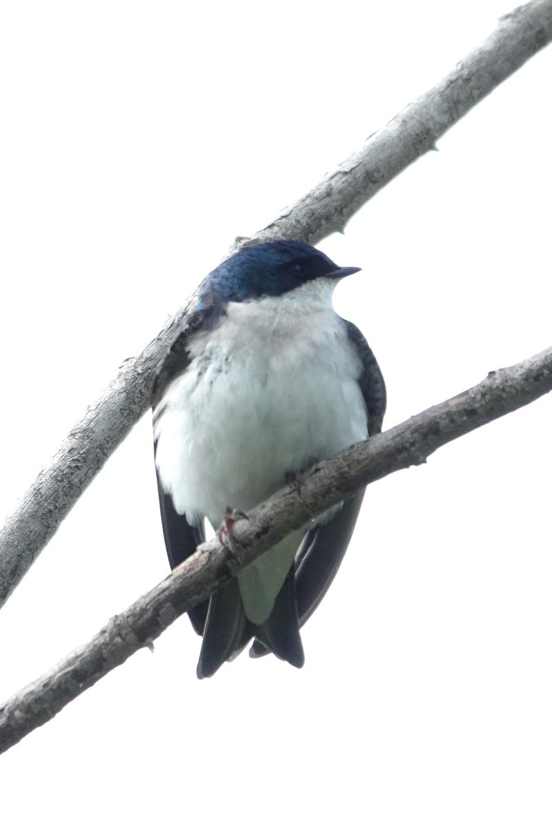 Tree Swallow - Allison Graves