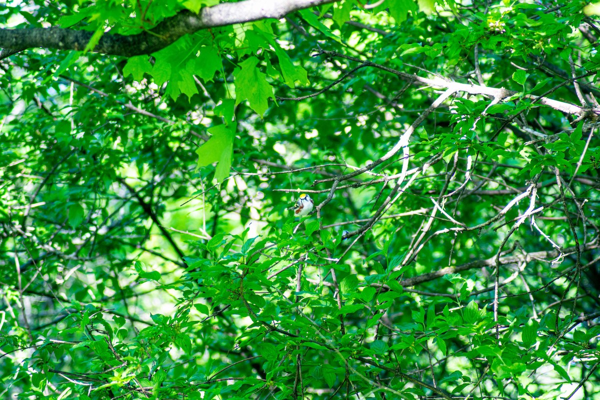 Chestnut-sided Warbler - Chris  Baggott