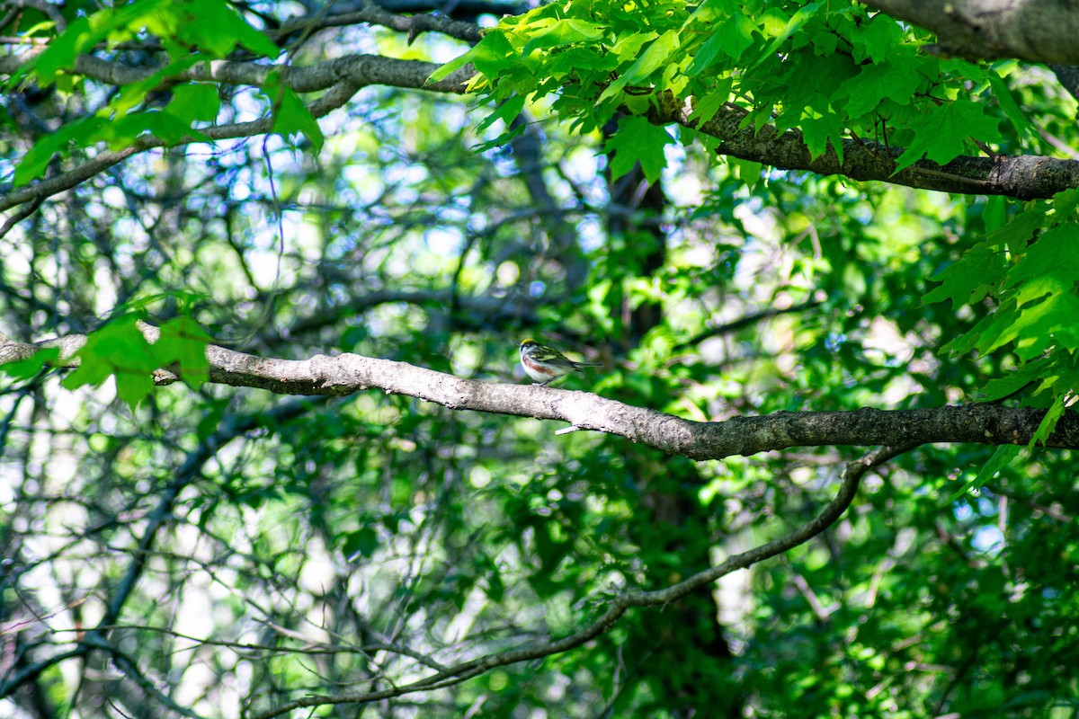 Chestnut-sided Warbler - Chris  Baggott