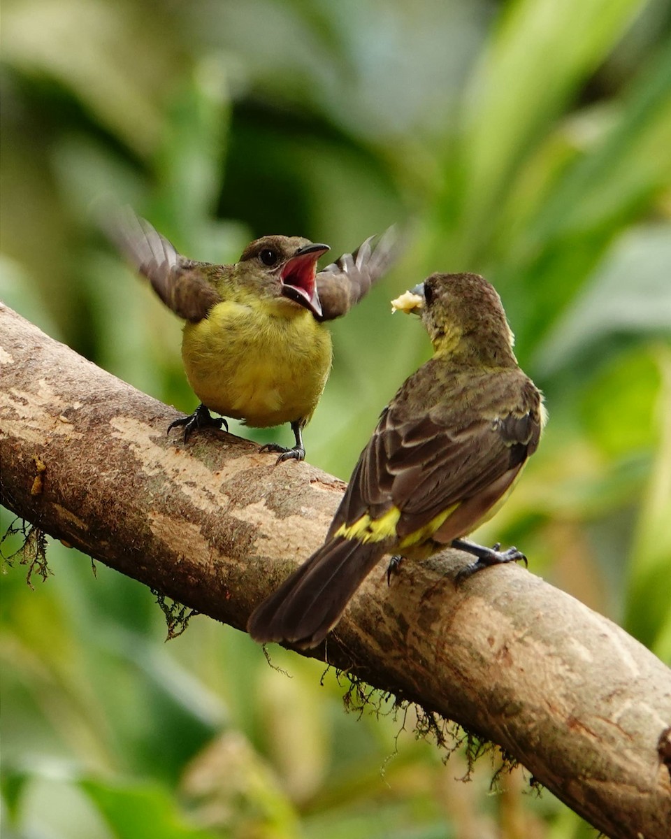 Flame-rumped Tanager - Jonathan Oña