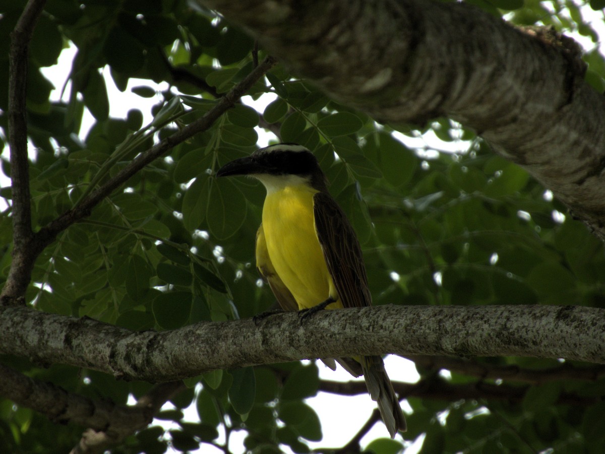 Boat-billed Flycatcher - ML618817290