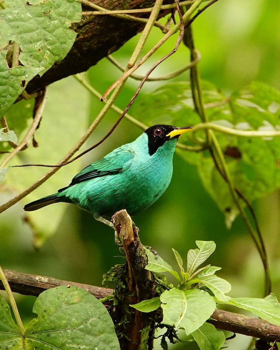 Green Honeycreeper - Jonathan Oña