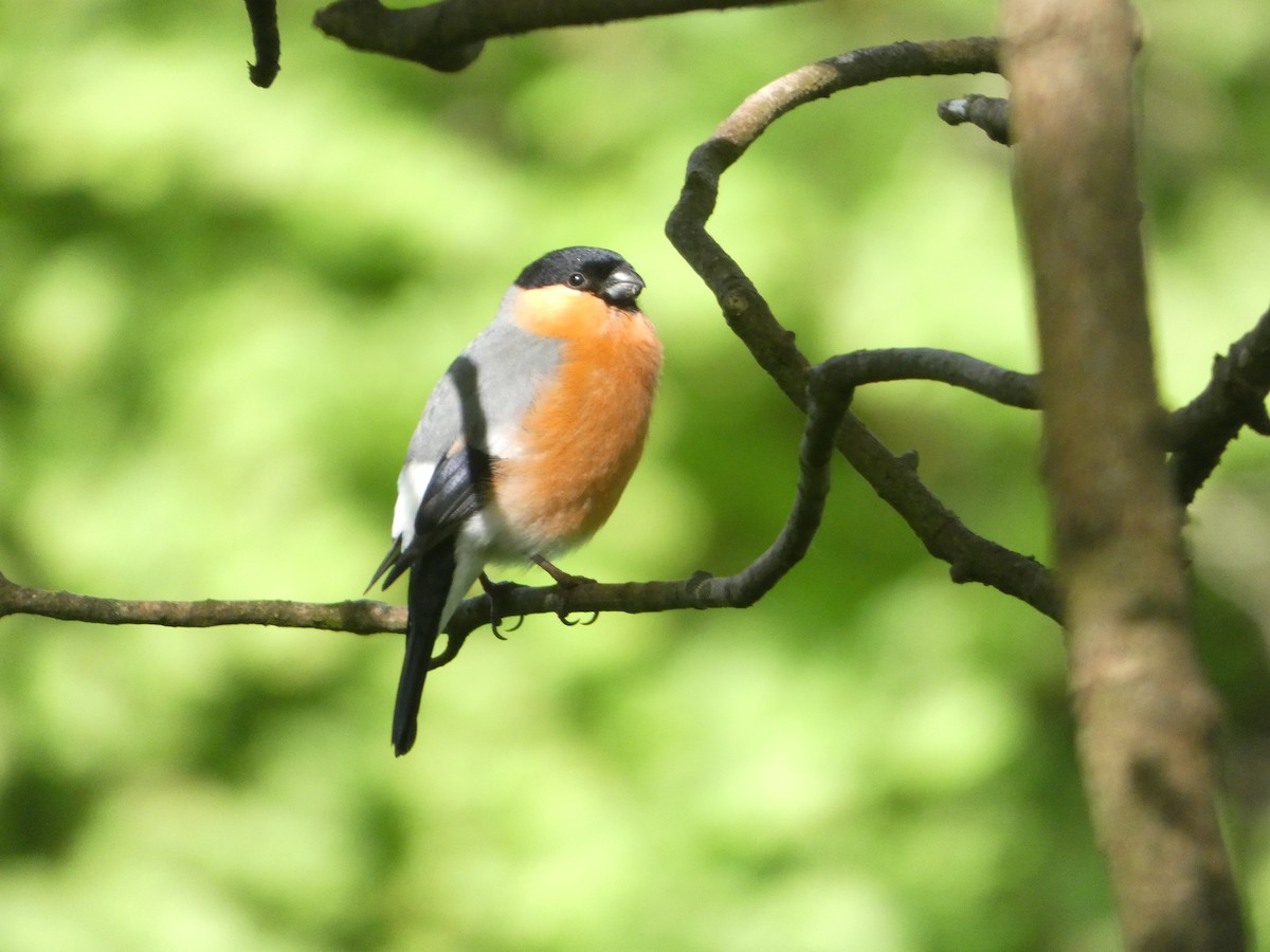 Eurasian Bullfinch - ML618817309