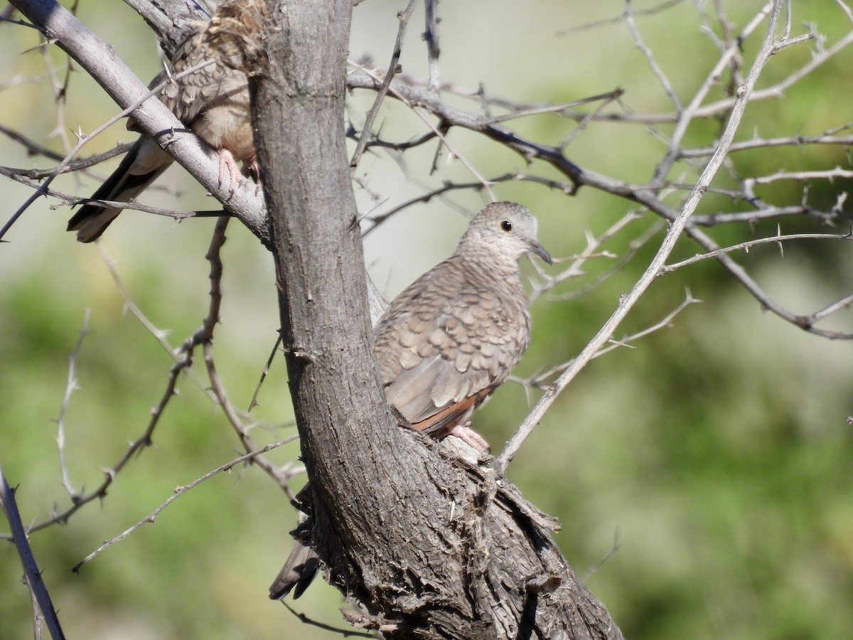 Inca Dove - Blake Kammann