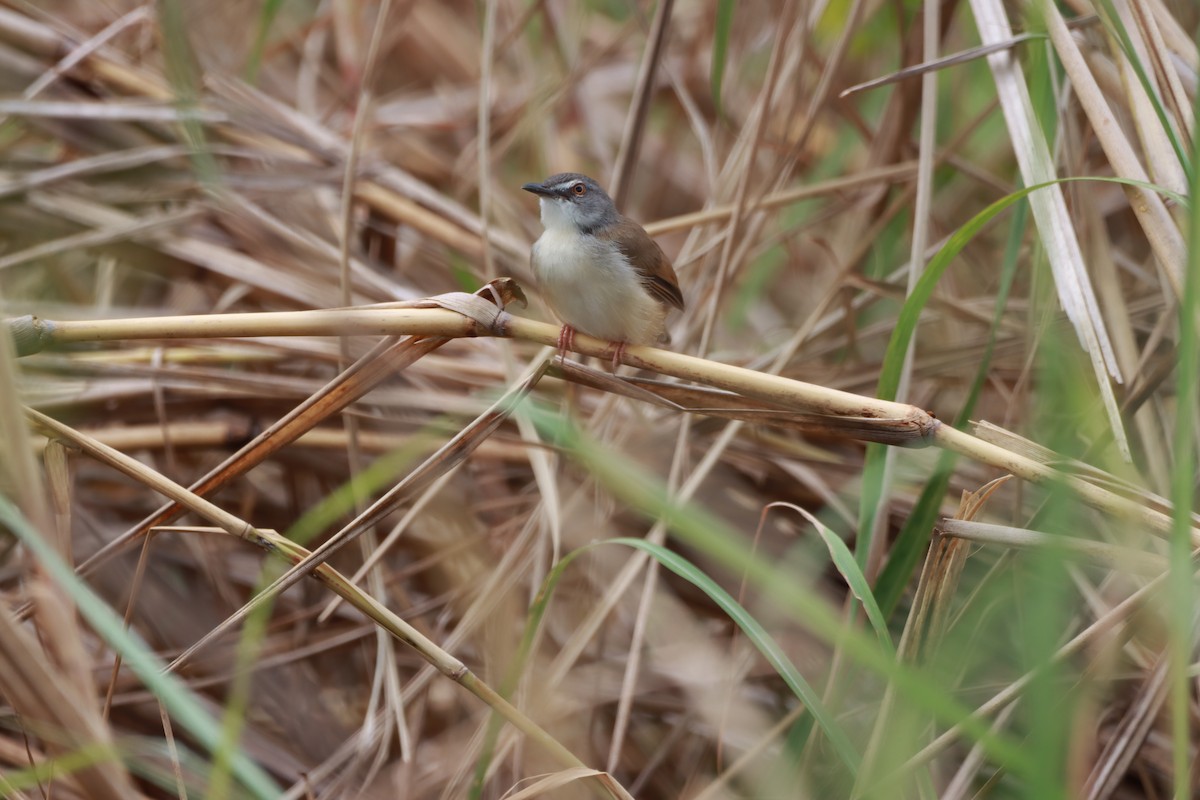 Rufescent Prinia - Orathai Naumphan