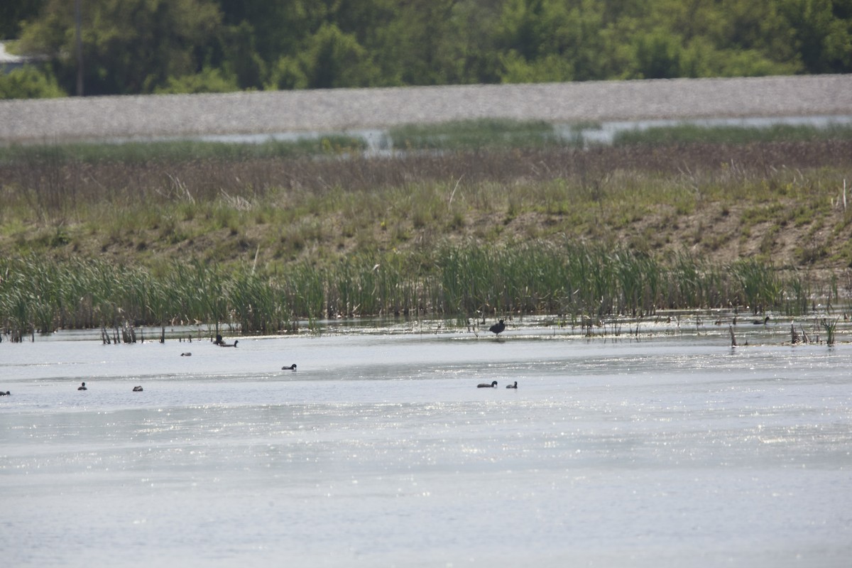 American Coot - ML618817329