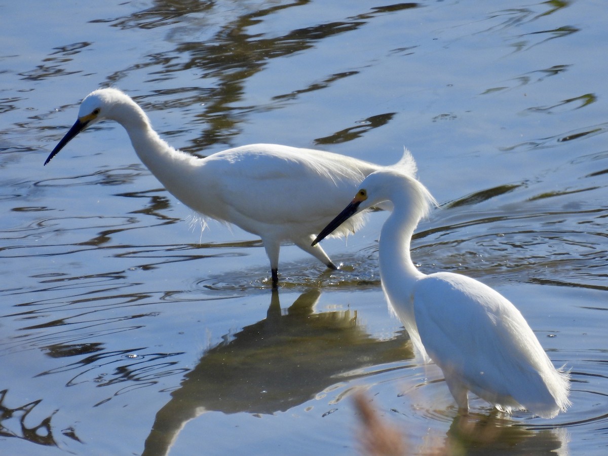 Snowy Egret - Blake Kammann