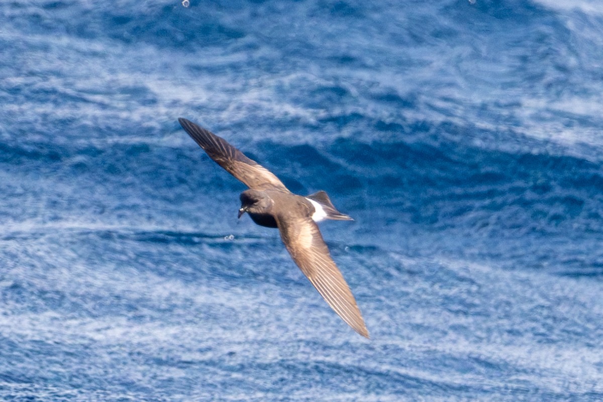 Wilson's Storm-Petrel - Tanya Smythe