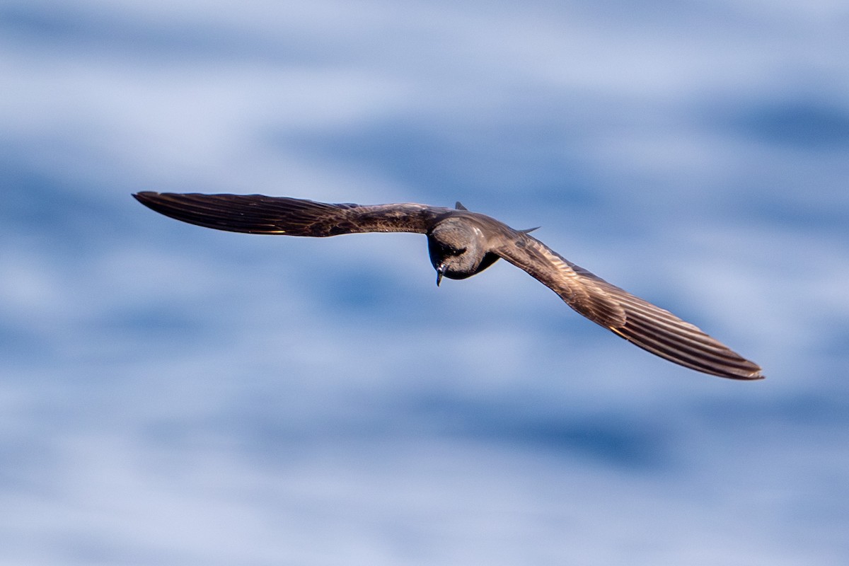 Wilson's Storm-Petrel - Tanya Smythe