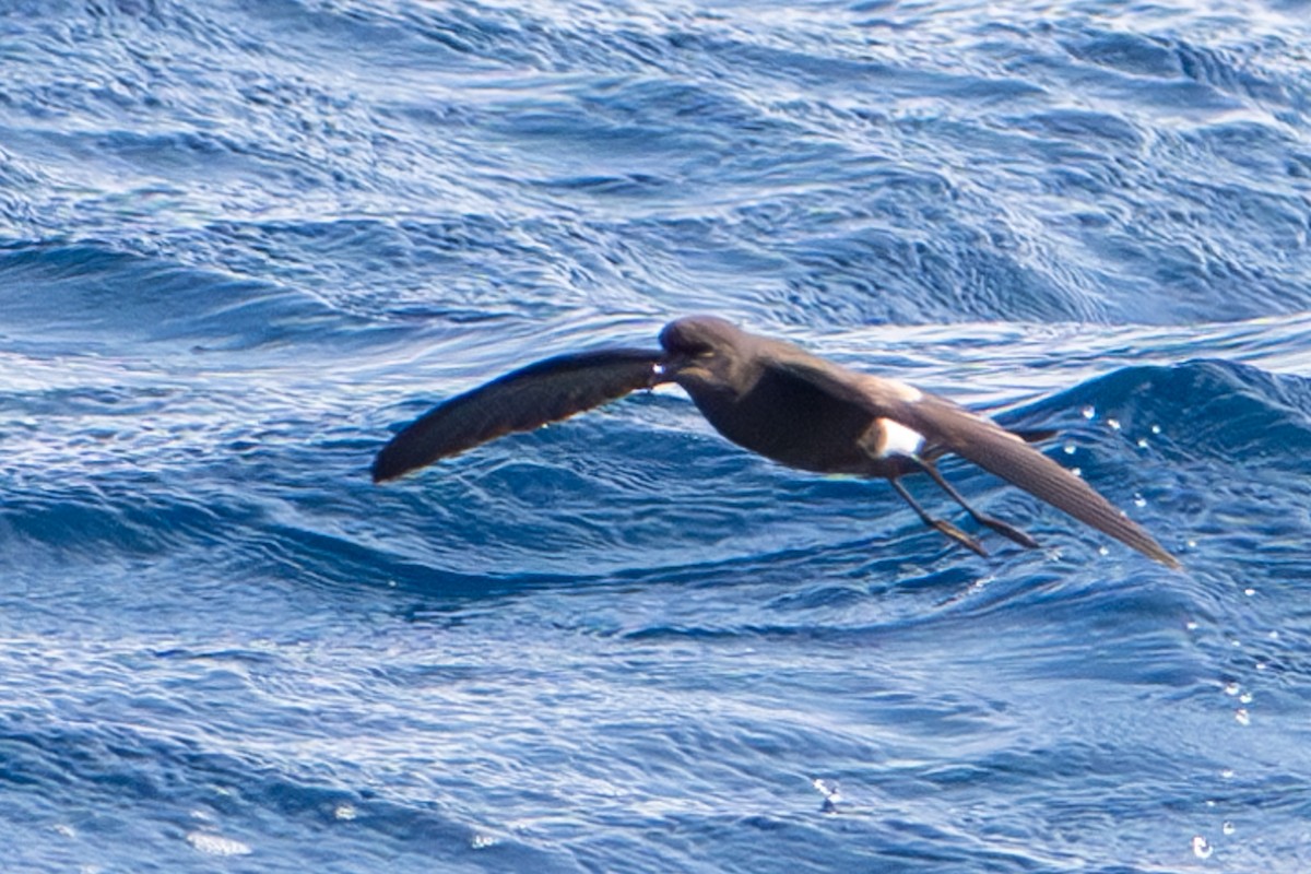 Wilson's Storm-Petrel - Tanya Smythe