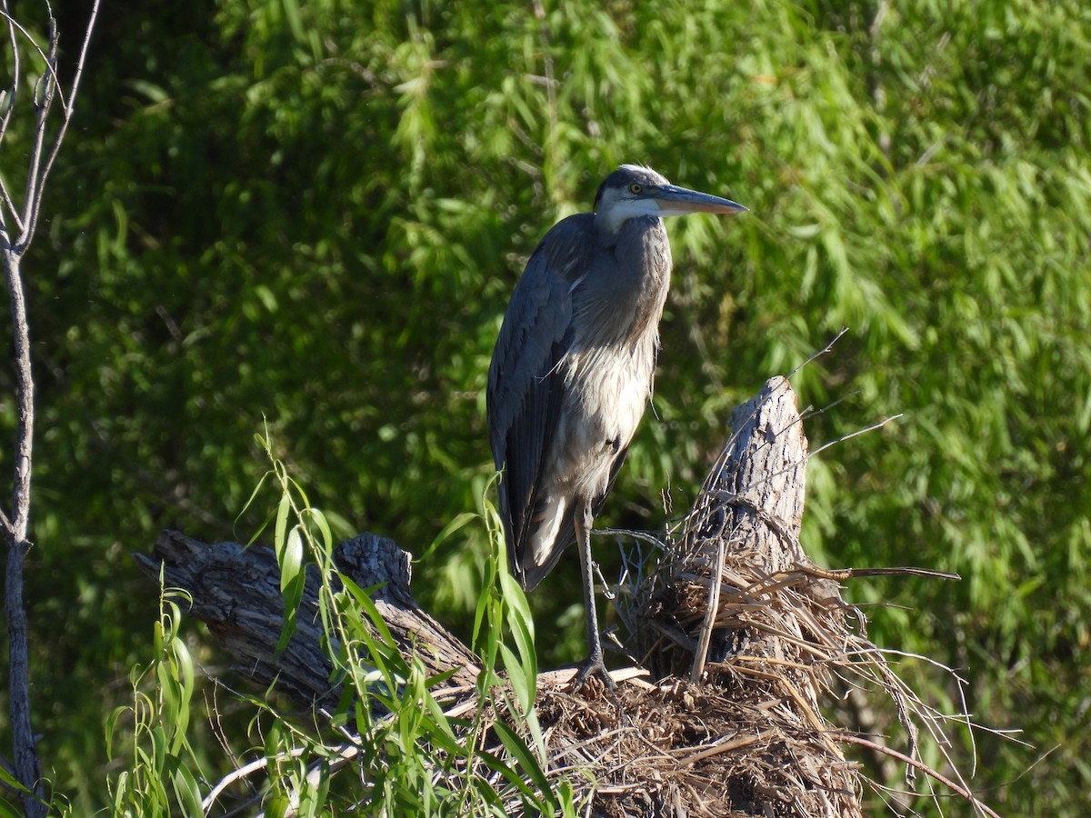 Great Blue Heron - Blake Kammann