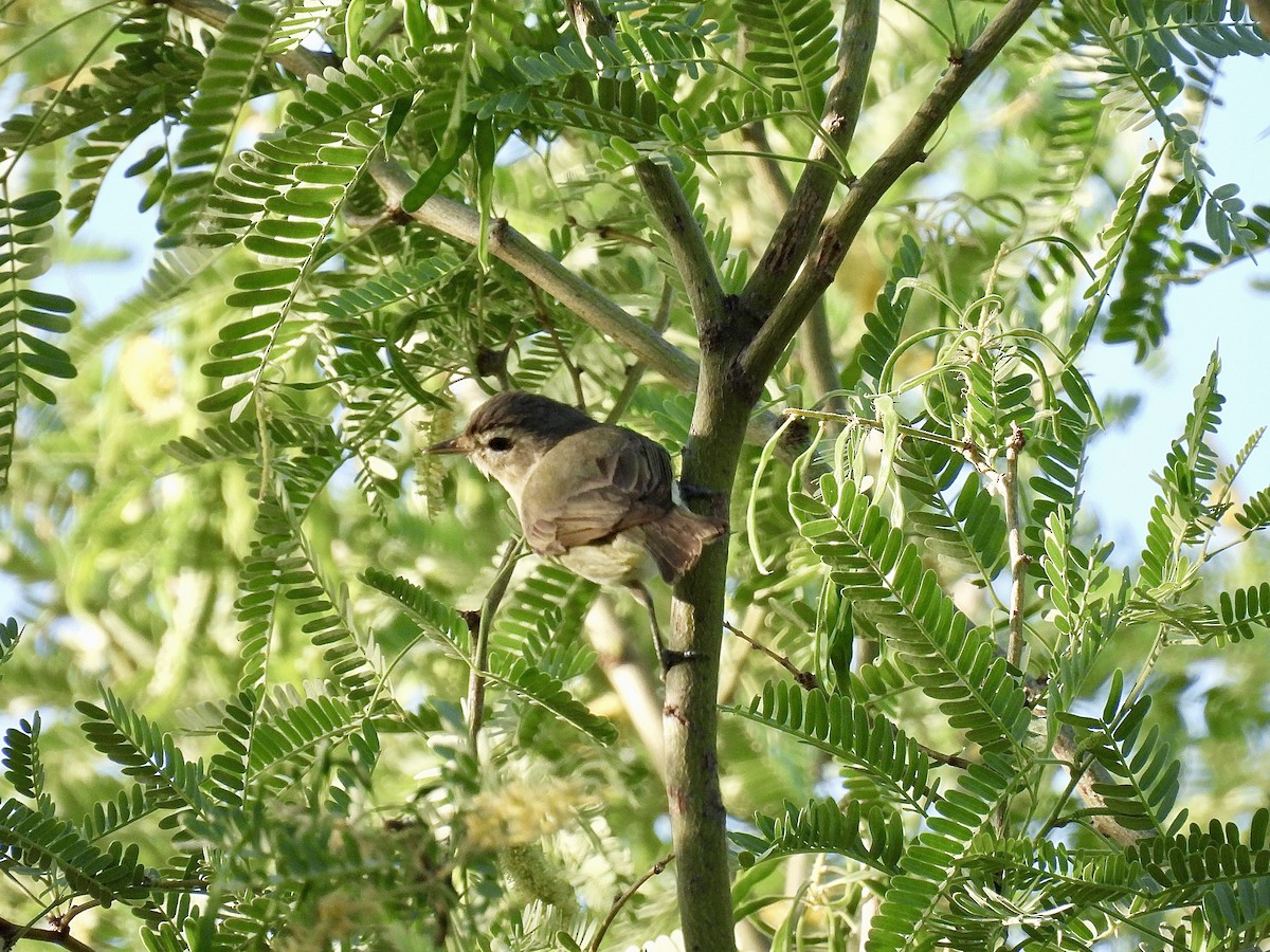 Warbling Vireo - Blake Kammann