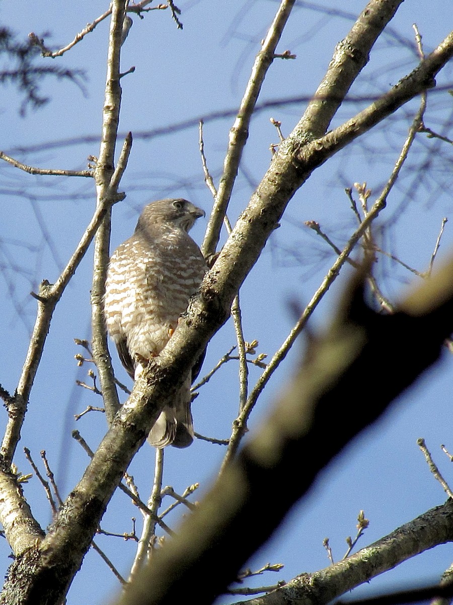 Broad-winged Hawk - Erin Barber