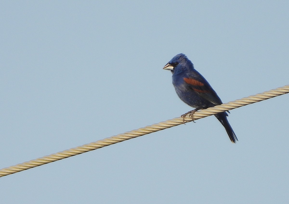 Blue Grosbeak - Christine Rowland