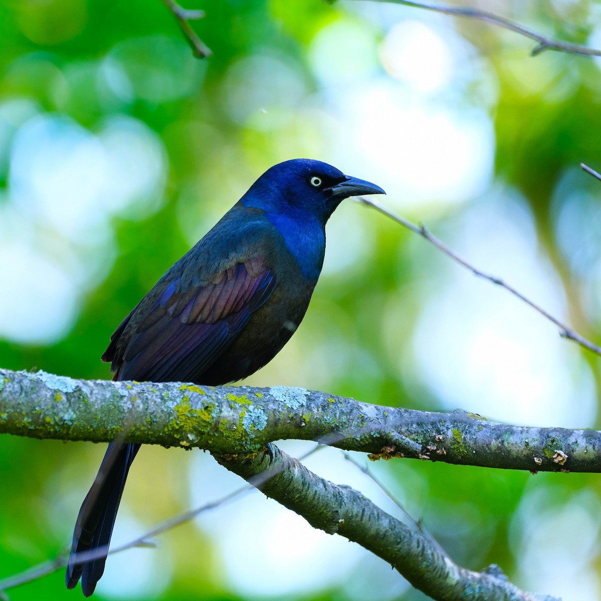 Common Grackle - Andrew Dressel