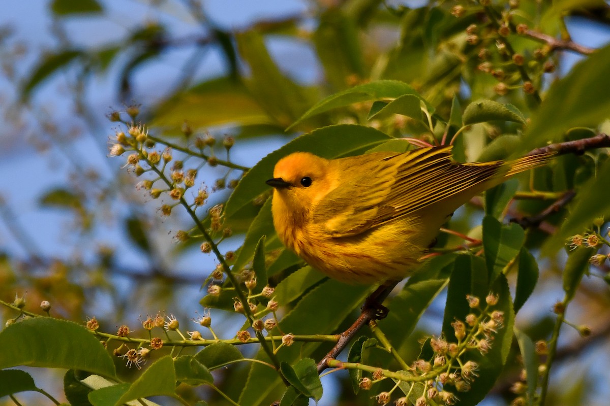 Yellow Warbler - Silas Powell