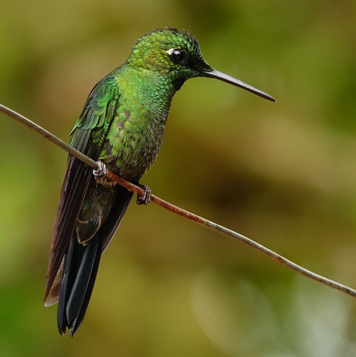 Green-crowned Brilliant - Jonathan Oña