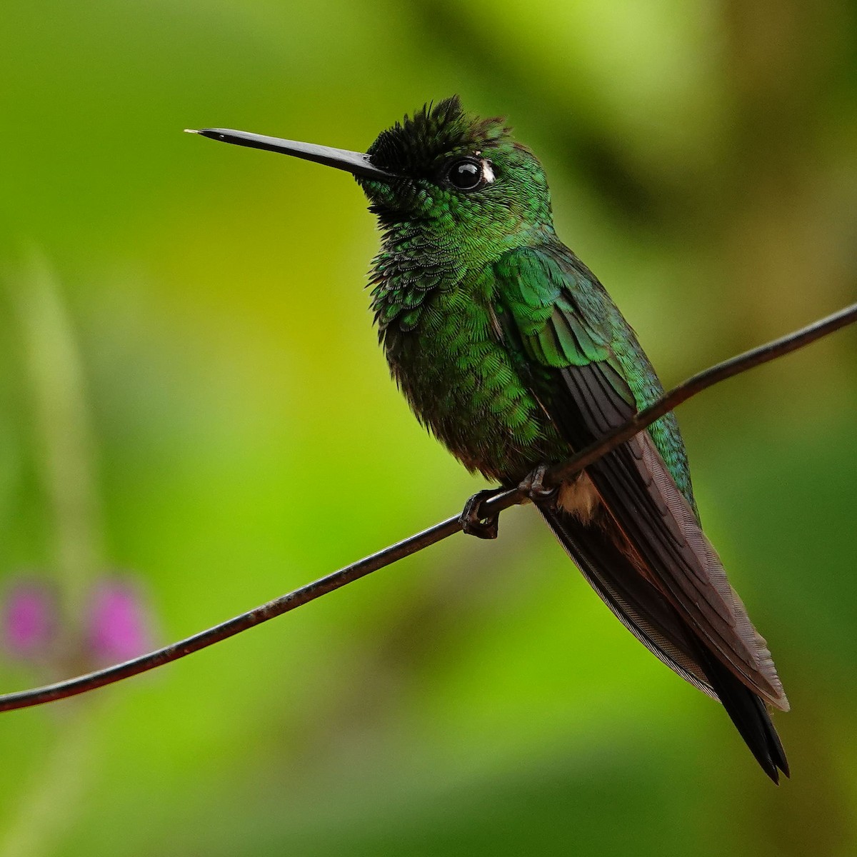 Green-crowned Brilliant - Jonathan Oña