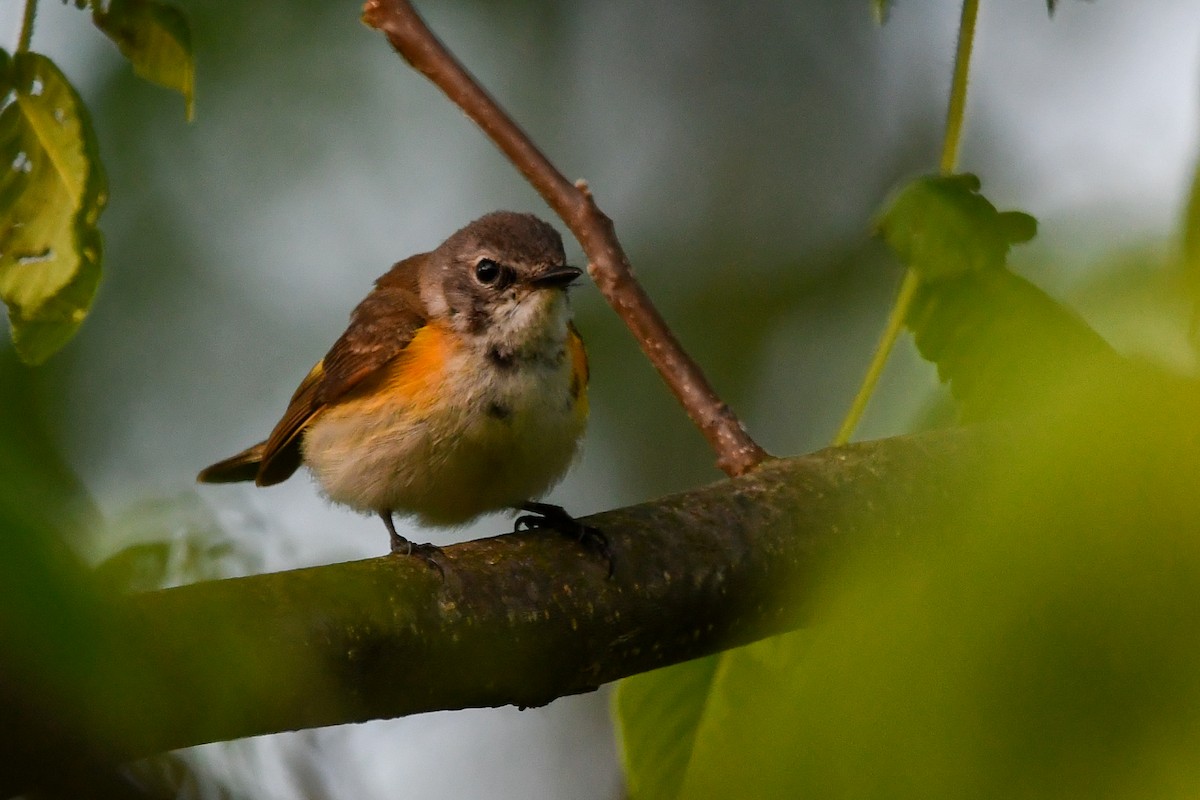 American Redstart - Silas Powell