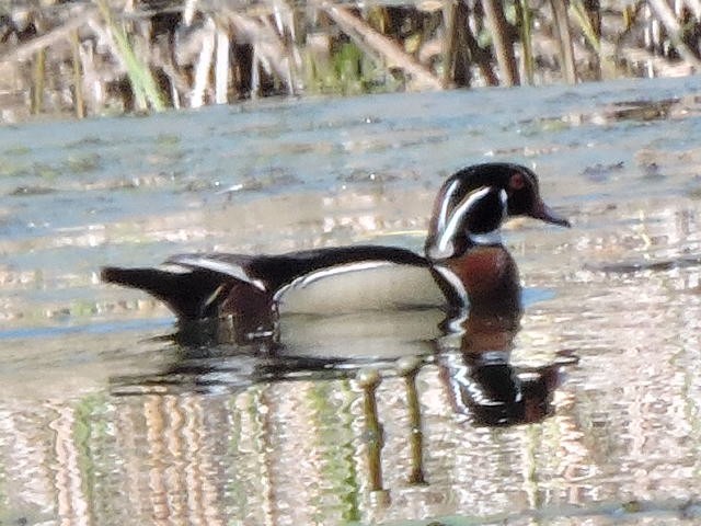 Wood Duck - Alan Schned