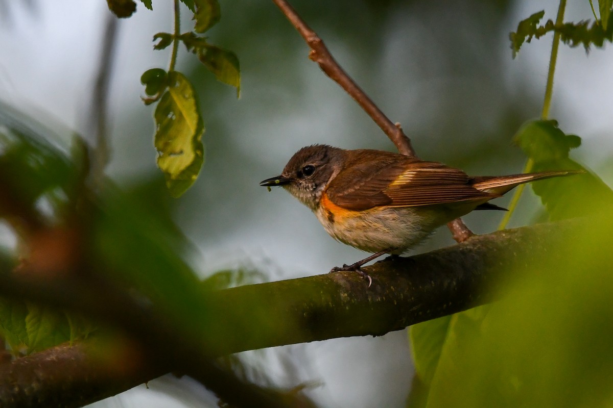 American Redstart - Silas Powell