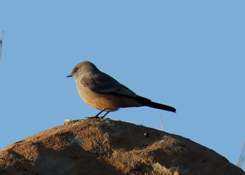 Say's Phoebe - Linda Dalton