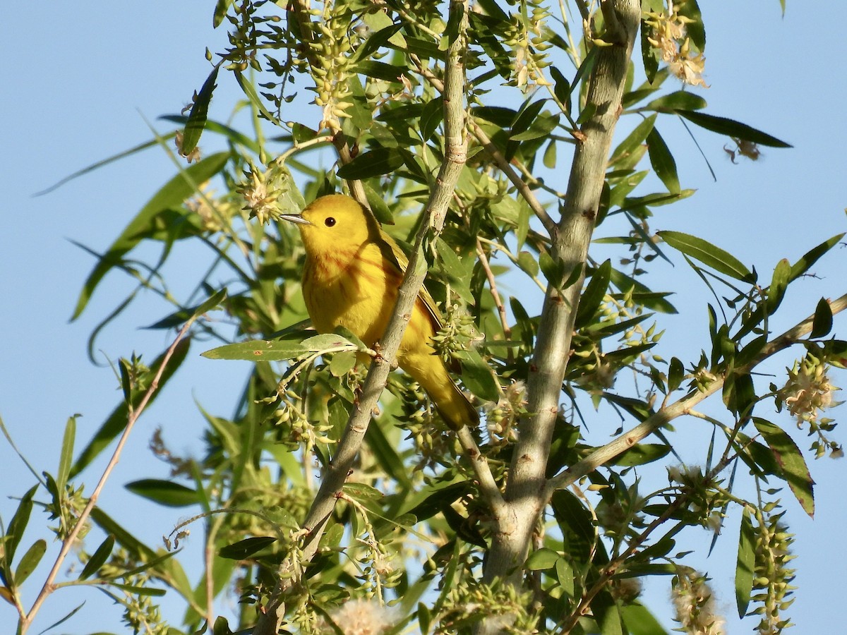 Yellow Warbler - Blake Kammann