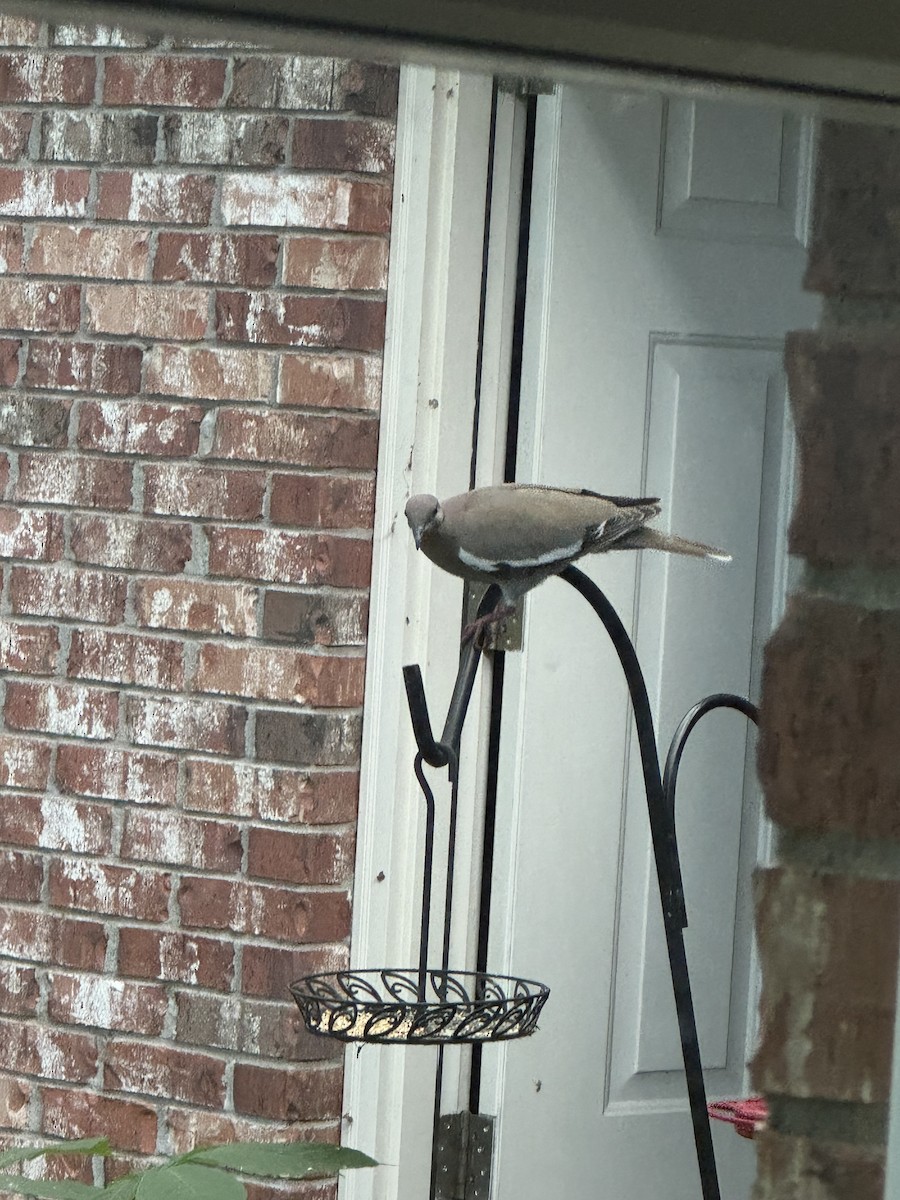 White-winged Dove - Andrew Bell