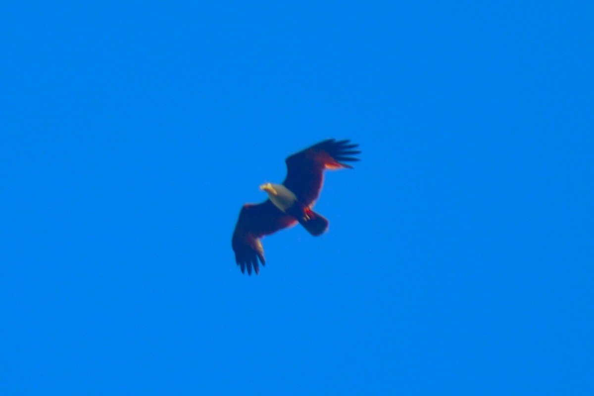 Brahminy Kite - ML618817399