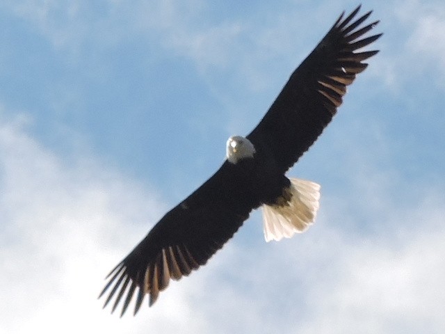 Bald Eagle - Alan Schned