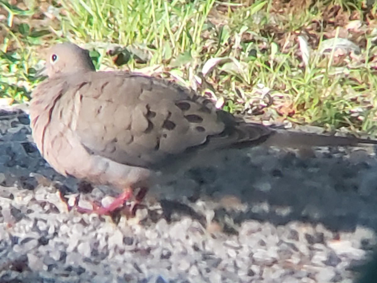 Mourning Dove - Michelle Spacek