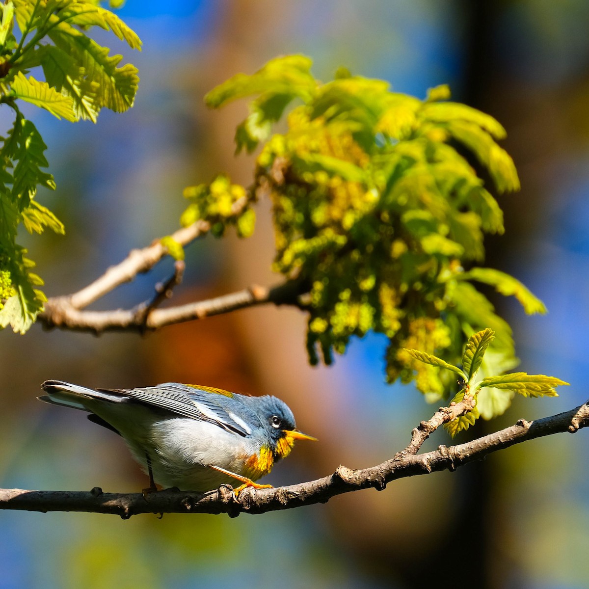 Northern Parula - Andrew Dressel