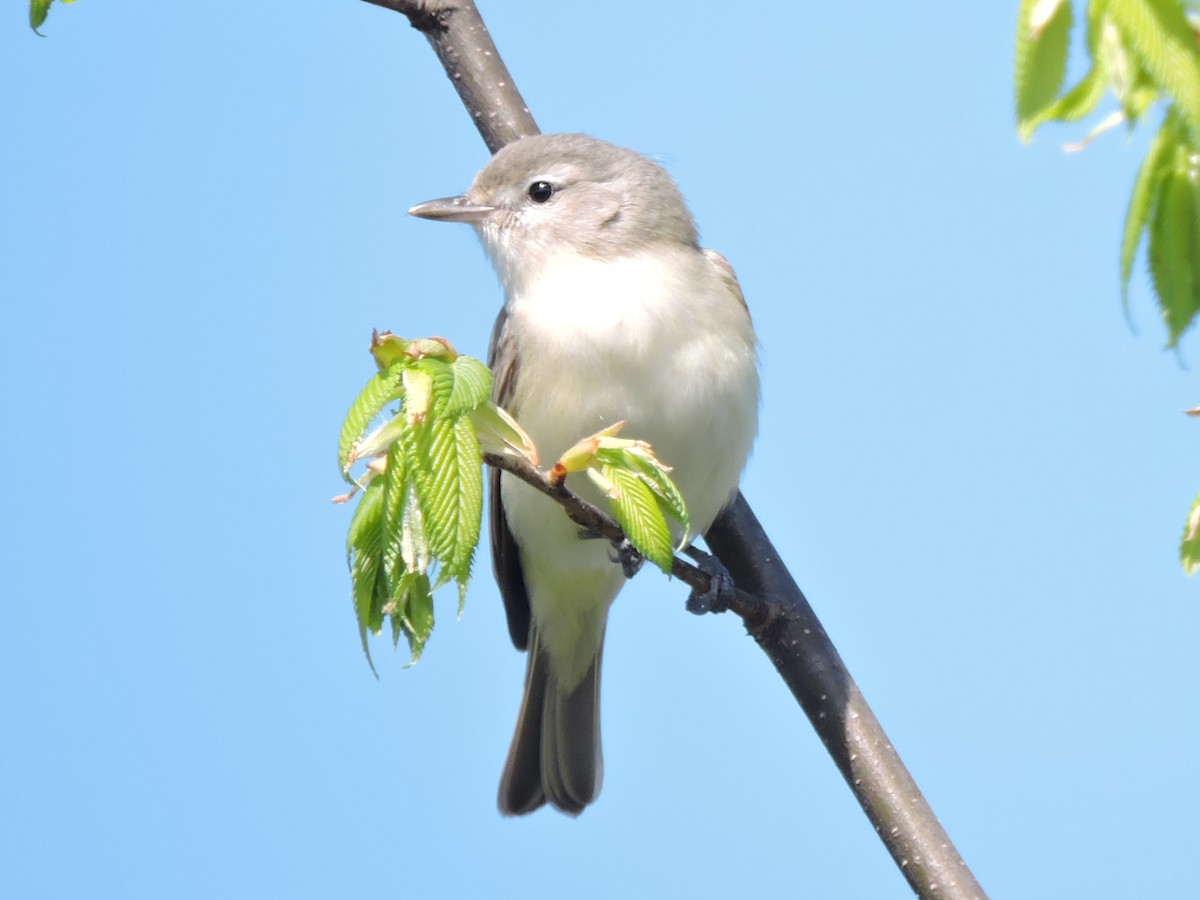 Warbling Vireo (Eastern) - ML618817419