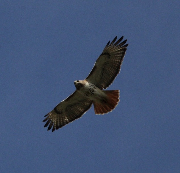 Red-tailed Hawk - ML618817436