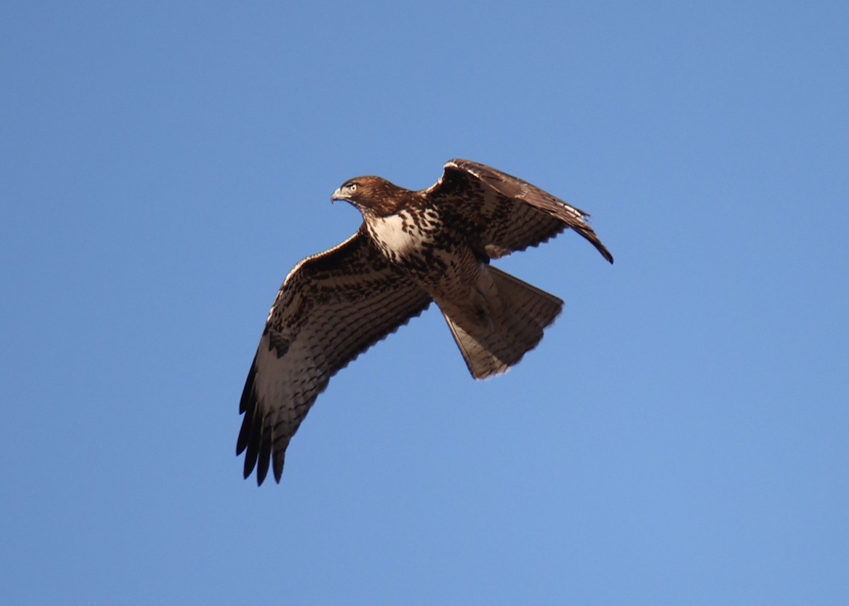 Red-tailed Hawk - Linda Dalton