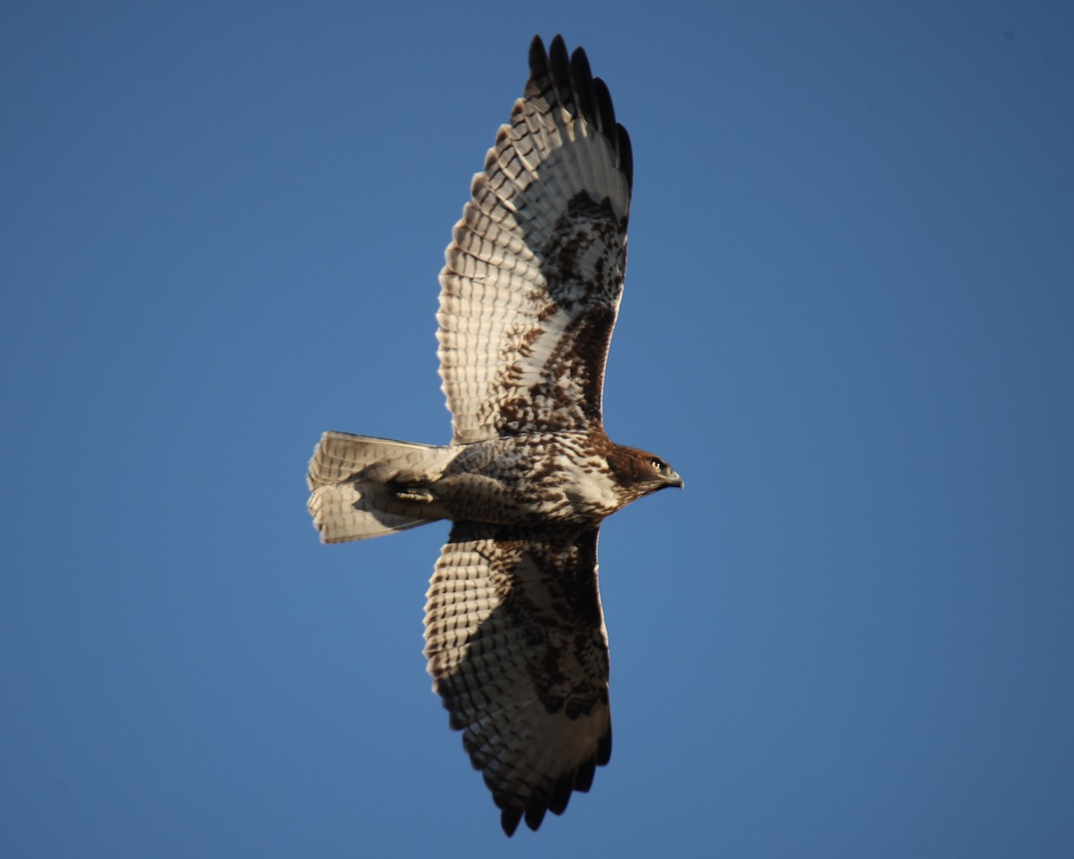 Red-tailed Hawk - Linda Dalton