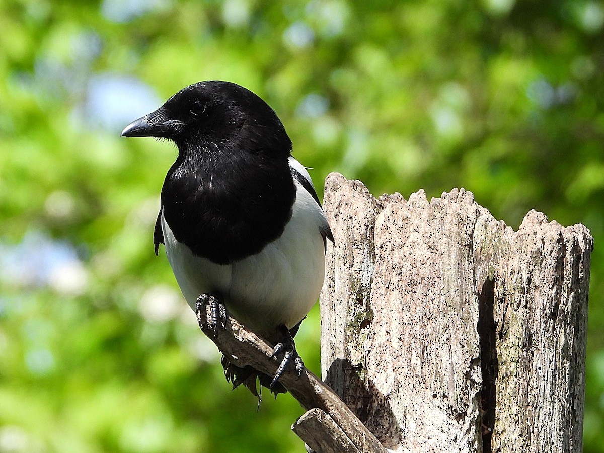 Eurasian Magpie - Dave Hatton