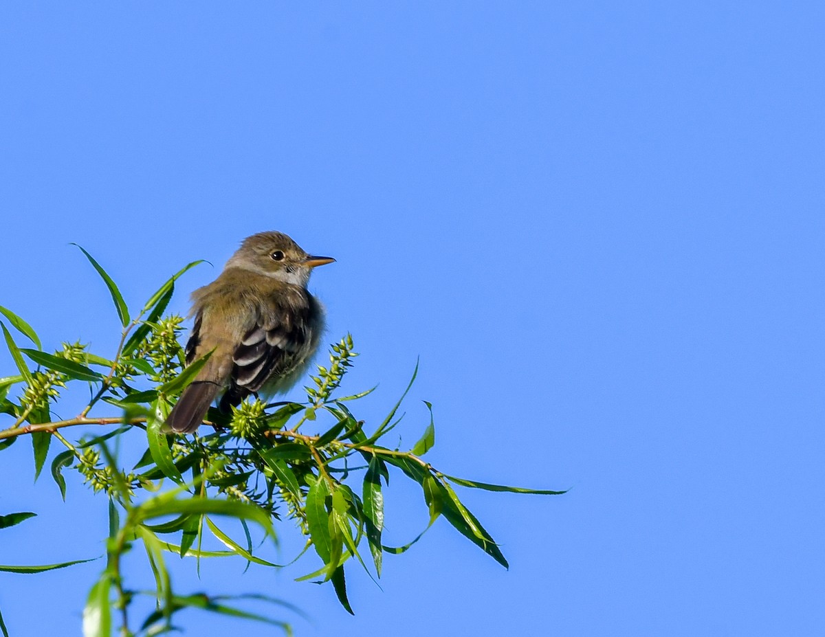 Willow Flycatcher - Silas Powell