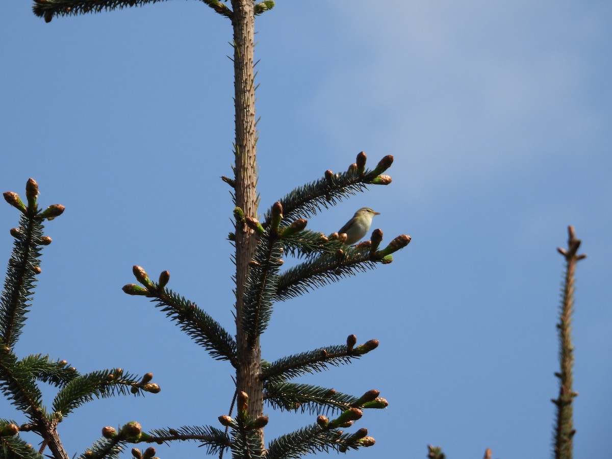 Willow Warbler - Simon Bowie