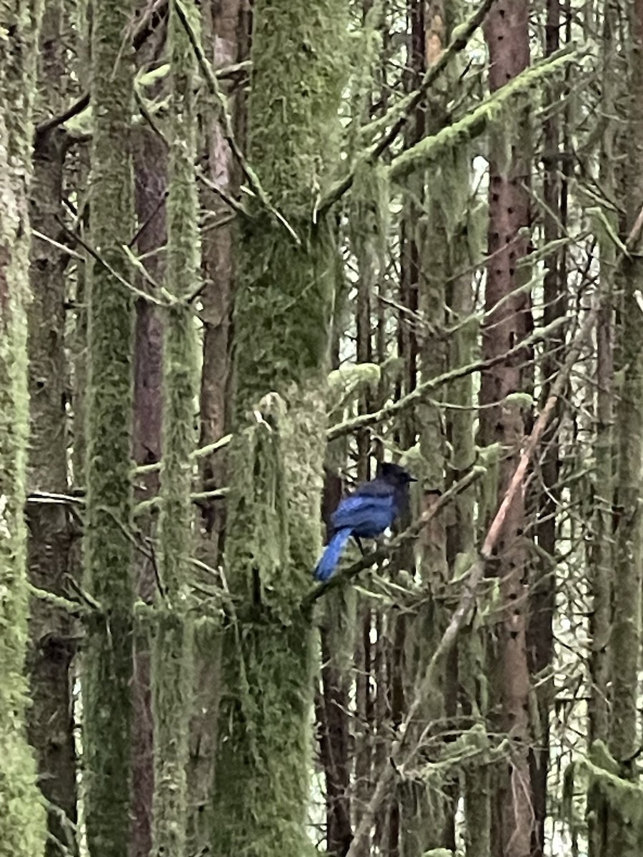 Steller's Jay - Justin Thibert