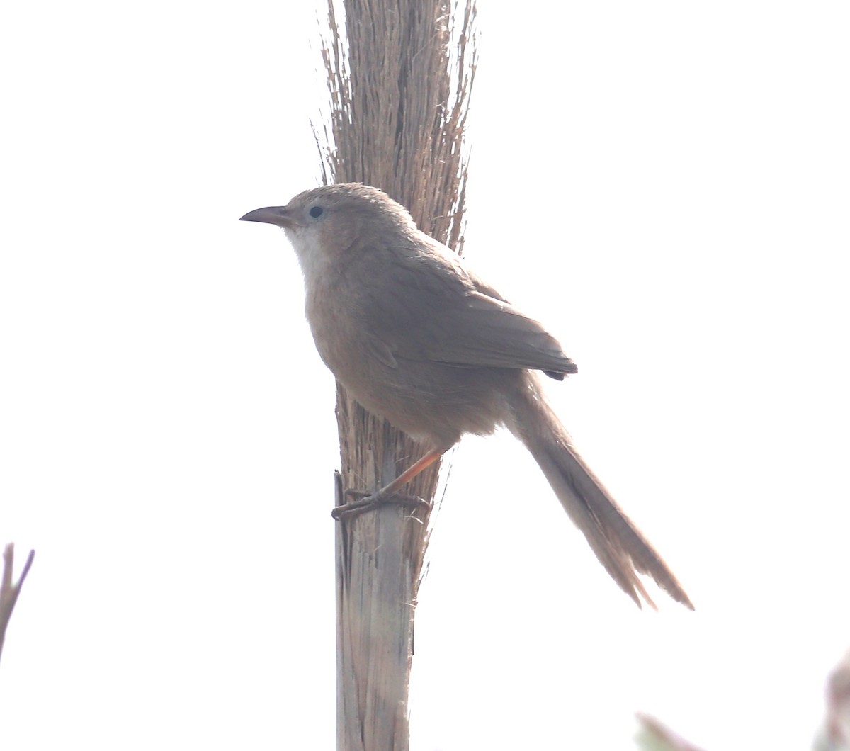 argie irácká - ML618817482