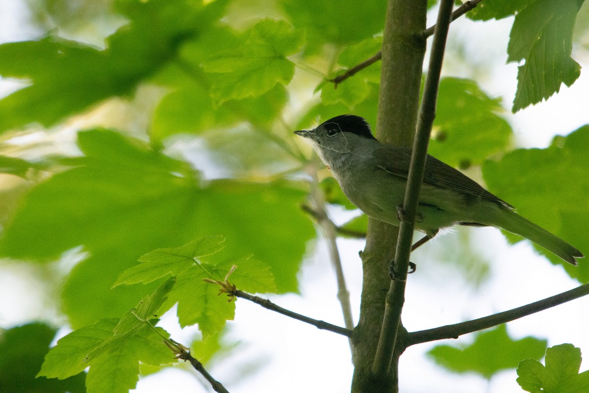 Eurasian Blackcap - ML618817487