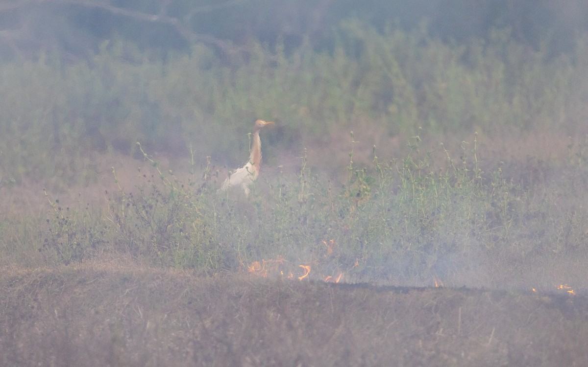 Eastern Cattle Egret - ML618817490