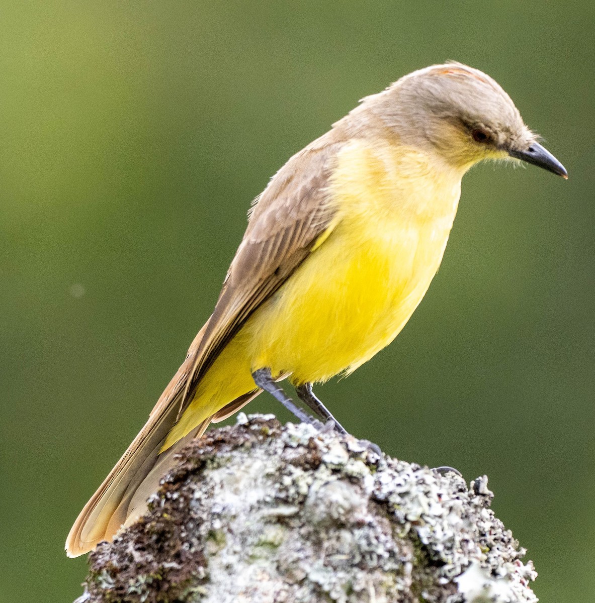 Tropical Kingbird - Richard Thunen