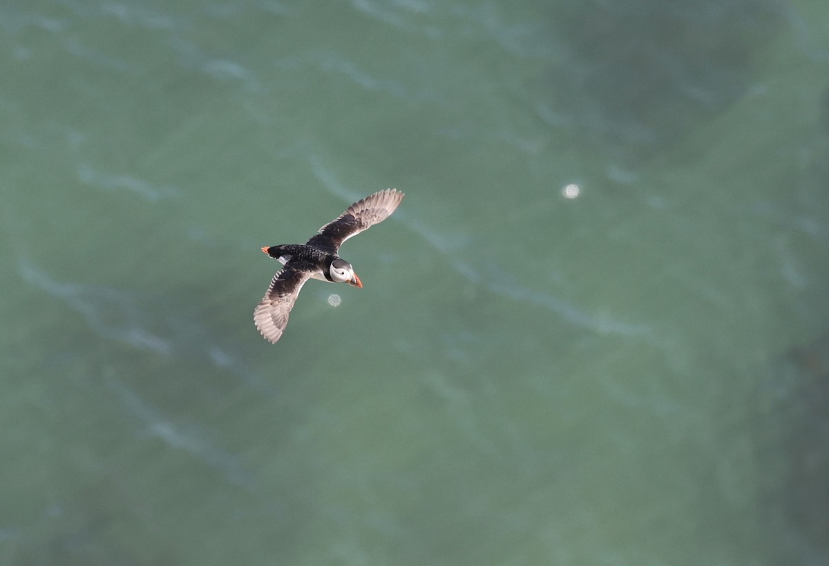 Atlantic Puffin - Will Scott