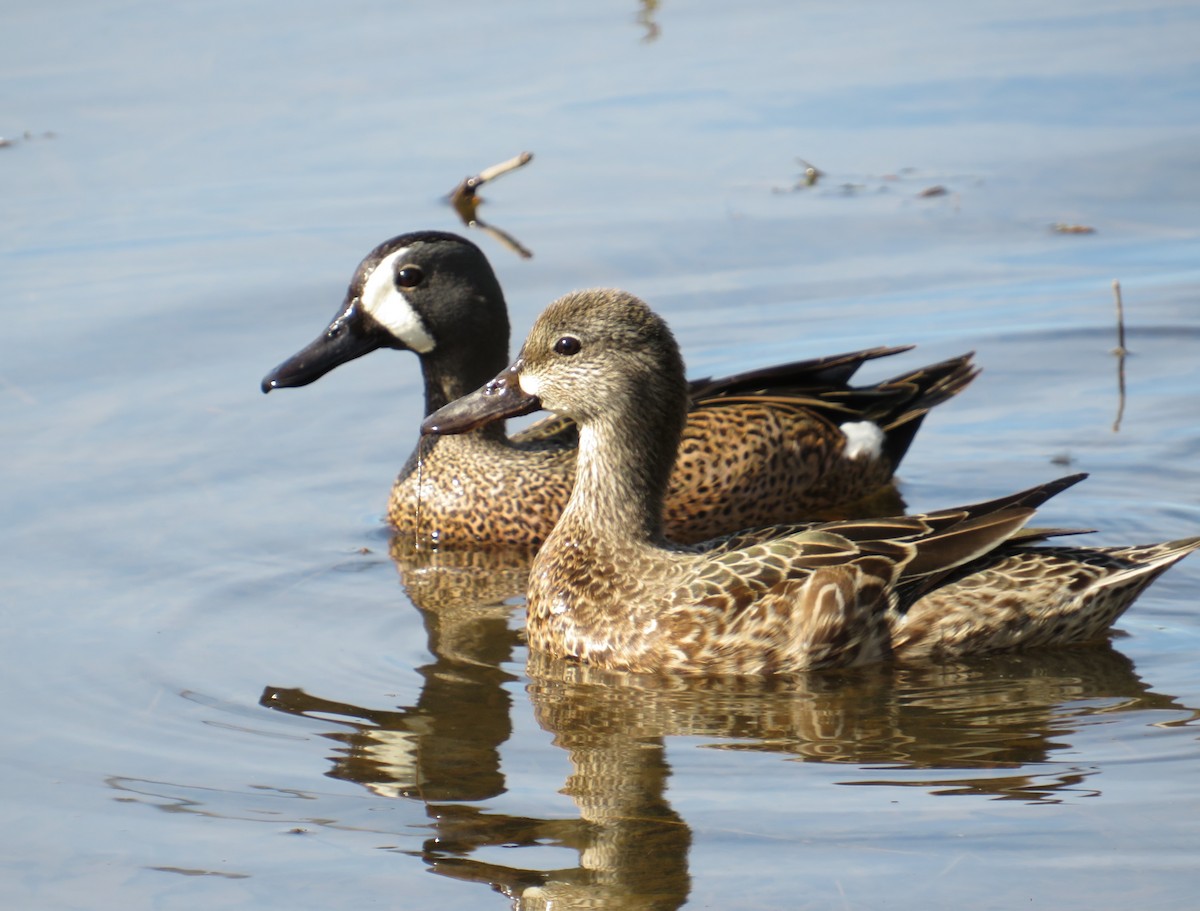 Blue-winged Teal - Erin Pant