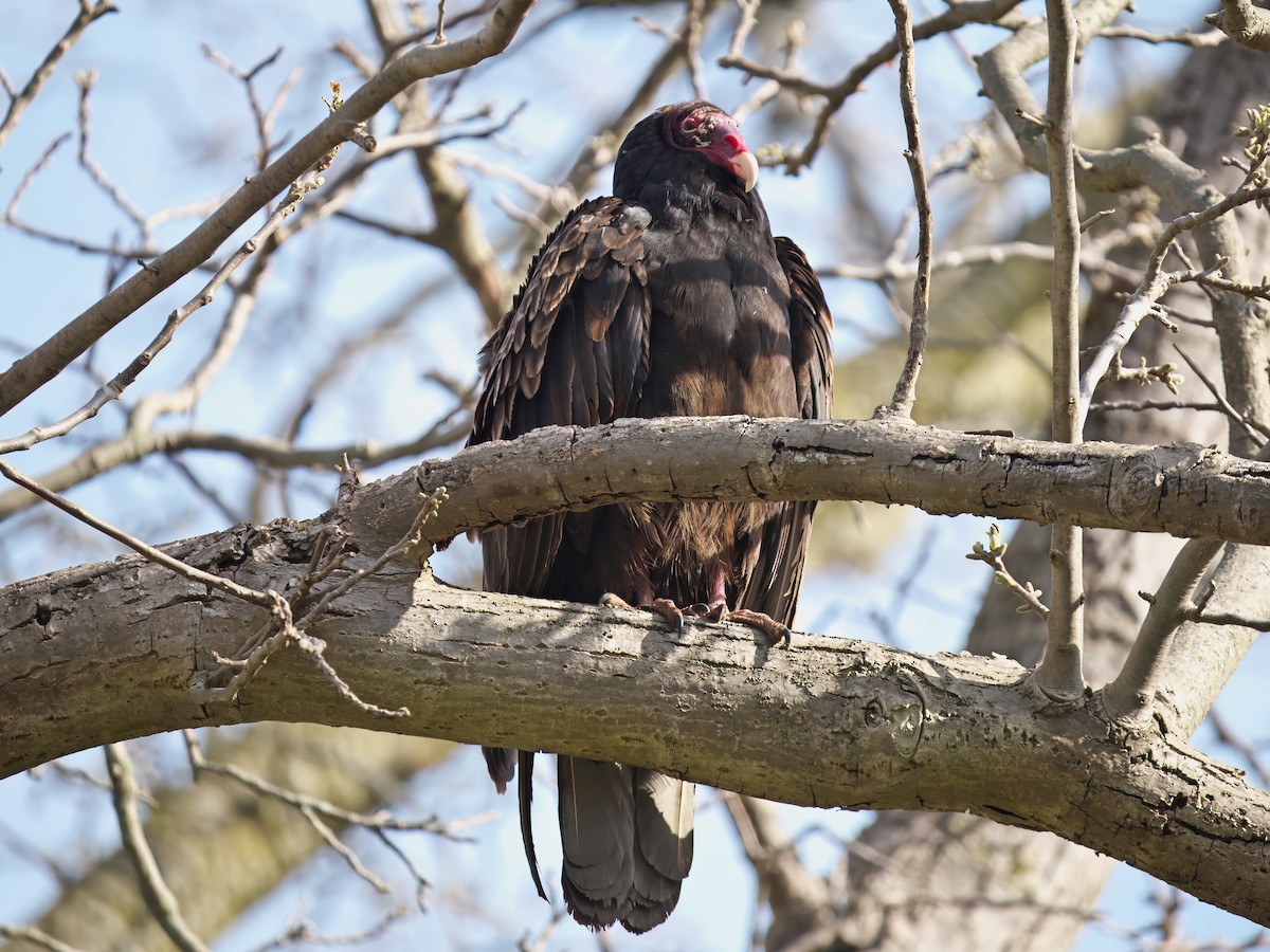 Turkey Vulture - Gavin Edmondstone