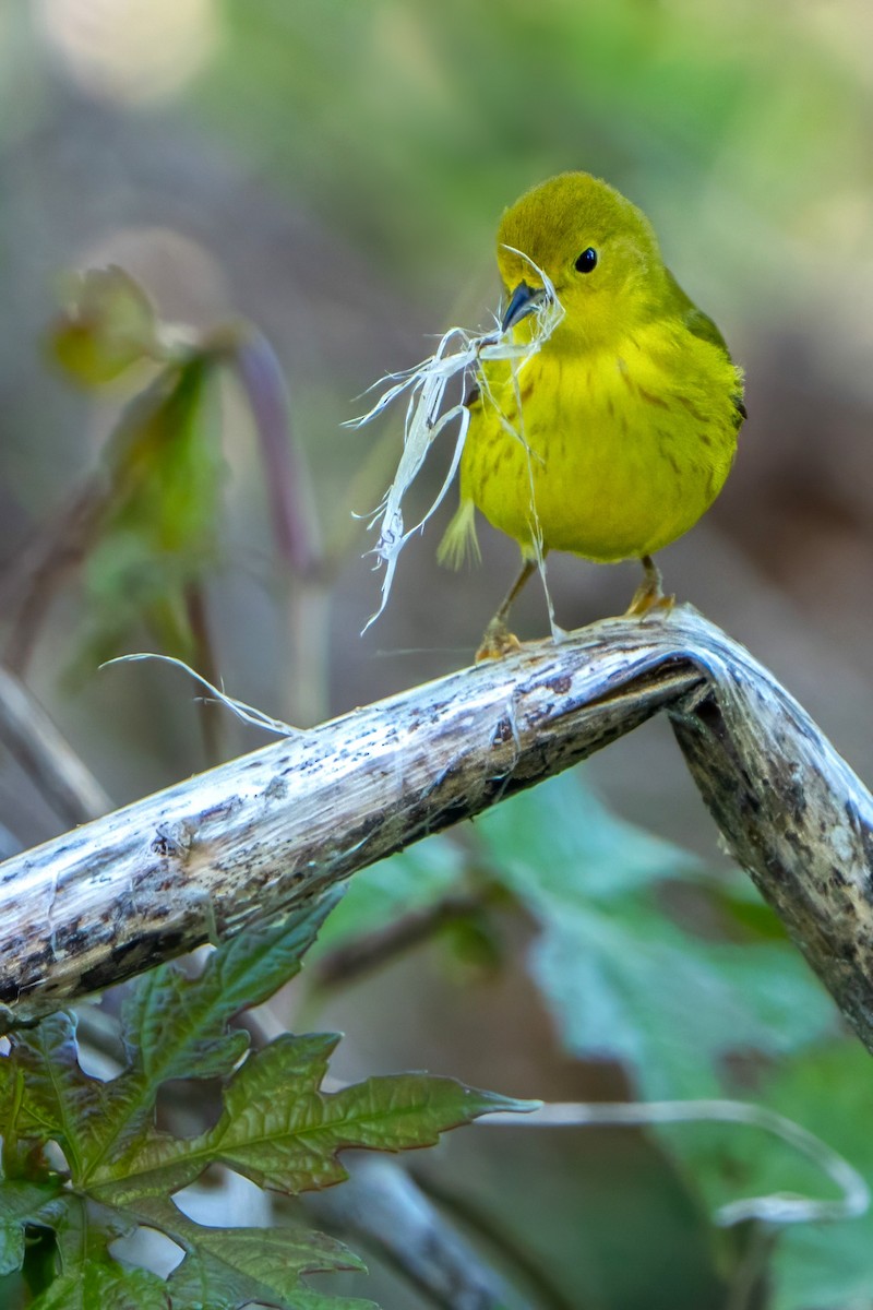 Yellow Warbler - Ashley Pichon