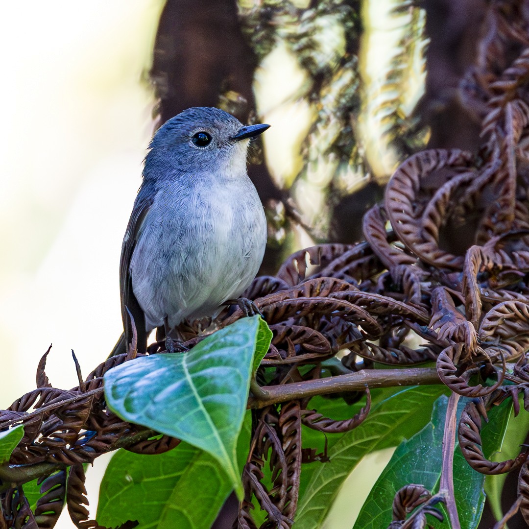 Little Pied Flycatcher - Cheryl Miller-Yell